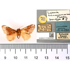 /filer/webapps/moths/media/images/C/cinnamomarea_Latoia_PTF_BMNH.jpg
