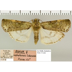 /filer/webapps/moths/media/images/L/lichenosa_Lophotarsia_AT_NMB.jpg