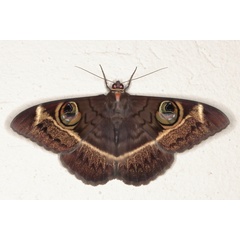 /filer/webapps/moths/media/images/L/latona_Cyligramma_A_Heyns_01.JPG