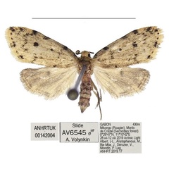 /filer/webapps/moths/media/images/G/grossagranularis_Siccia_AM_ANHRT_Kbu7DSB.jpg