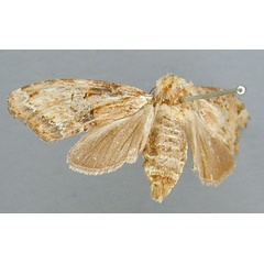 /filer/webapps/moths/media/images/A/atrifasciata_Psalisodes_A_RMCA.jpg