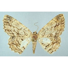 /filer/webapps/moths/media/images/P/politzari_Morabia_HT_ZSMa.jpg