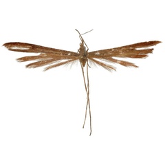 /filer/webapps/moths/media/images/M/monikae_Stenoptilia_HT_ZSM.jpg