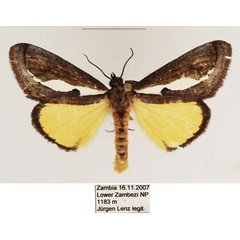 /filer/webapps/moths/media/images/M/marshalli_Paratuerta_AM_TMSA_04.jpg