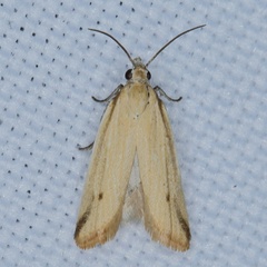 /filer/webapps/moths/media/images/P/pharetrata_Hectaphelia_A_Heyns_01.JPG