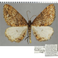 /filer/webapps/moths/media/images/M/maromokotra_Ectropis_AM_ZSMa.jpg