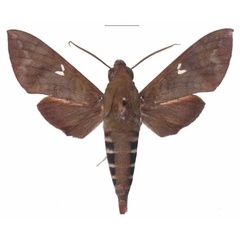 /filer/webapps/moths/media/images/F/funebris_Nephele_AM_EMEM_01.jpg