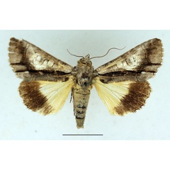 /filer/webapps/moths/media/images/T/triphaenoides_Aedia_AF_Aulombard.jpg