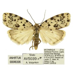 /filer/webapps/moths/media/images/S/sordida_Siccia_AM_ANHRT_02.jpg