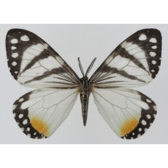 /filer/webapps/moths/media/images/H/hesperia_Otroeda_AM_Basquin_01a.jpg