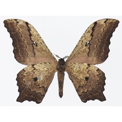 /filer/webapps/moths/media/images/E/ethra_Athletes_AM_Basquinb.jpg