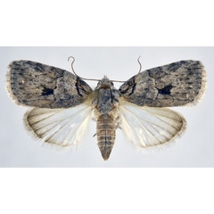 /filer/webapps/moths/media/images/V/virgulana_Pardasena_AF_NHMO.jpg