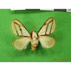 /filer/webapps/moths/media/images/I/invitabilis_Parapluda_A_Albert_01.JPG