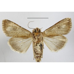/filer/webapps/moths/media/images/T/trifolii_Anarta_A_MGCLb_01.JPG