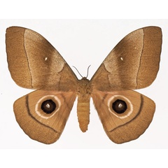 /filer/webapps/moths/media/images/H/hecate_Gonimbrasia_AF_Basquina.jpg