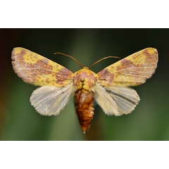 /filer/webapps/moths/media/images/X/xantherythra_Copifrontia_A_Butler.jpg