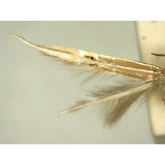 /filer/webapps/moths/media/images/M/macroglossa_Cosmopterix_HT876_TMSA_03.jpg