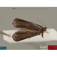 /filer/webapps/moths/media/images/B/brevicornuta_Dichomeris_MHT_MfN.jpg