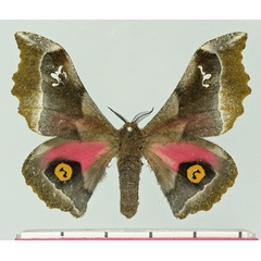 /filer/webapps/moths/media/images/D/dentata_Ludia_AM_Basquin.jpg