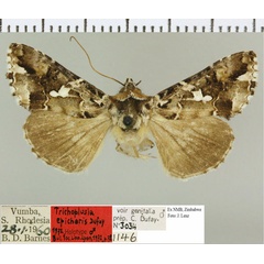 /filer/webapps/moths/media/images/E/epicharis_Trichoplusia_HT_NMB.jpg