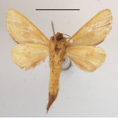/filer/webapps/moths/media/images/H/hoesemanni_Scalmicauda_A_MGCLb_01.JPG