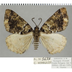 /filer/webapps/moths/media/images/P/phaeochyta_Xylopteryx_AM_ZSMa.jpg