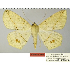 /filer/webapps/moths/media/images/P/penicillata_Psilocerea_PTF_ZSM.jpg