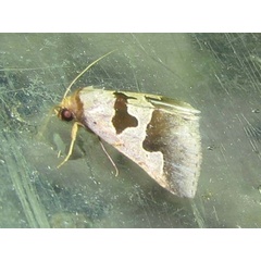 /filer/webapps/moths/media/images/A/atripuncta_Anoba_A_Goff_01.jpg