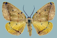 Phoenicocampa terinata