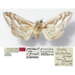 /filer/webapps/moths/media/images/S/stuckenbergi_Ceridia_HT_MNHN.jpg