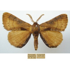 /filer/webapps/moths/media/images/C/castanea_Poloma_AM_NHMUKa.jpg