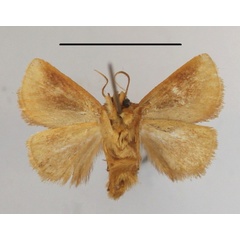 /filer/webapps/moths/media/images/S/secunda_Perola_A_MGCLb_01.JPG