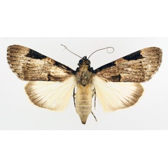 /filer/webapps/moths/media/images/S/subligata_Audea_AF_TMSA_02.jpg