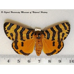 /filer/webapps/moths/media/images/B/bellatrix_Amphicallia_A_Goff.jpg