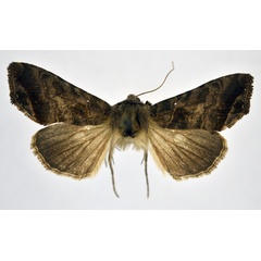 /filer/webapps/moths/media/images/P/phocea_Ctenoplusia_AF_NHMO.jpg