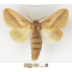 /filer/webapps/moths/media/images/O/obliquata_Beralade_AF_NHMUK.jpg