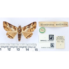 /filer/webapps/moths/media/images/D/disjuncta_Homoptera_HT_BMNH.jpg