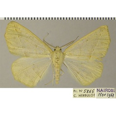 /filer/webapps/moths/media/images/L/leptosyne_Psilocerea_AM_ZSMa.jpg