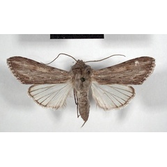 /filer/webapps/moths/media/images/S/simplex_Cucullia_AM_MSNM.jpg