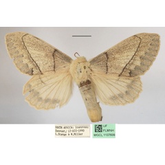 /filer/webapps/moths/media/images/R/rennei_Philotherma_AF_MGCLa_01.jpg