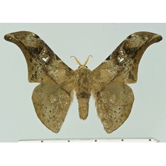 /filer/webapps/moths/media/images/F/fontainei_Orthogonioptilum_AM_Basquin.jpg