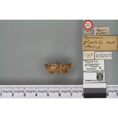 /filer/webapps/moths/media/images/G/glyptalis_Hypena_HT_BMNHa.jpg