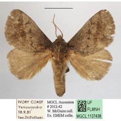 /filer/webapps/moths/media/images/U/uelleburgensis_Tryphax_A_MGCLa_03.JPG
