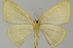 Chrysocraspeda neurina