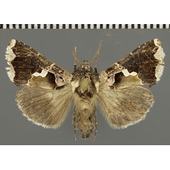 /filer/webapps/moths/media/images/N/nigrogemmea_Ctenoplusia_AM_Fiebig.jpg