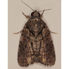 /filer/webapps/moths/media/images/R/roeselioides_Pardasena_A_Heyns_03.jpg