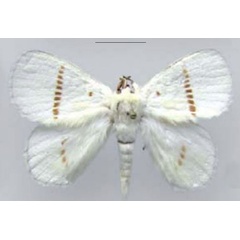 /filer/webapps/moths/media/images/A/admirabile_Chionopsyche_PTM_RMCA.jpg