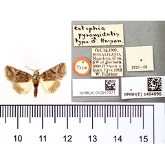 /filer/webapps/moths/media/images/P/pyramidalis_Catephia_HT_BMNH.jpg
