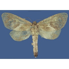 /filer/webapps/moths/media/images/B/bergsteni_Lukeniana_PTF_SNHM.jpg