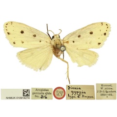 /filer/webapps/moths/media/images/G/gypsia_Siccia_HT_BMNH.jpg